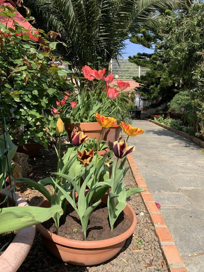 Resort Villa Rosa Maria Savona Dış mekan fotoğraf